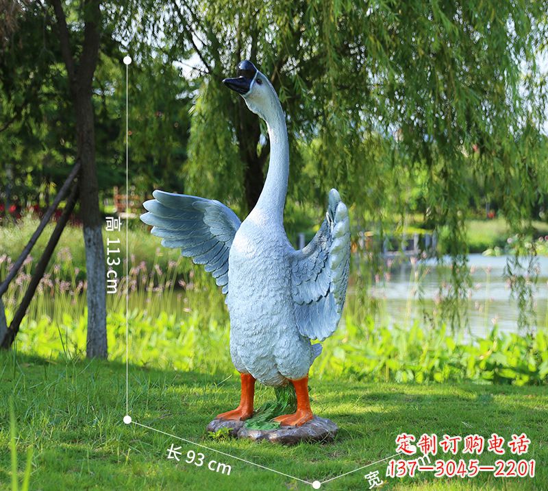 张掖站立的灰色展翅天鹅